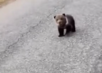 T2112026 found lost baby bear while hiking #rescue #animals #fyp #bear