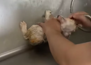 T2112027 Rescue stray cat turns out love can truly grow flesh blood