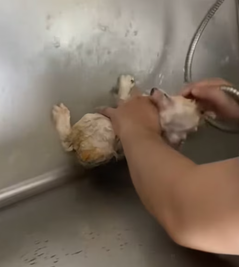 T2112027 Rescue stray cat turns out love can truly grow flesh blood