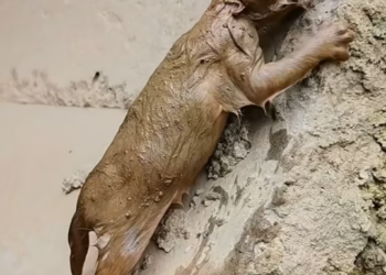 T2112028 found little kitten covered in mud by roadside then #rescue