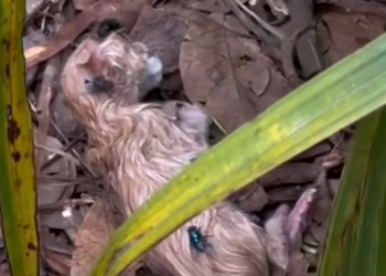 T2112029 found newborn kitten in bushes!#rescue #animals #fyp #kitten