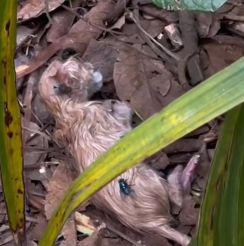 T2112029 found newborn kitten in bushes!#rescue #animals #fyp #kitten