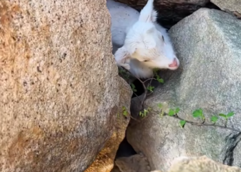 T2112030 rescued trapped little goat! #rescue #animals #fyp #goat #sheep