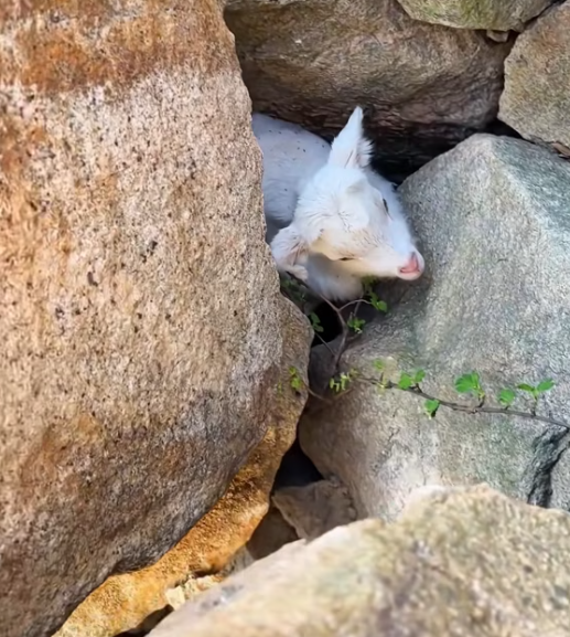 T2112030 rescued trapped little goat! #rescue #animals #fyp #goat #sheep