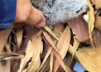 T2112031 While walking my dogs,they found lone baby owl!#rescue #animals #fyp