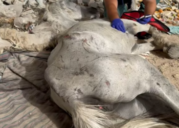 T2112034 Rescued an abandoned white horse ruins!#rescue #animals #fyp…