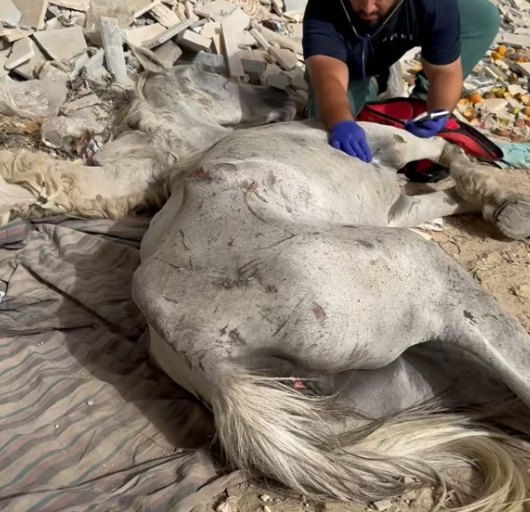 T2112034 Rescued an abandoned white horse ruins!#rescue #animals #fyp…