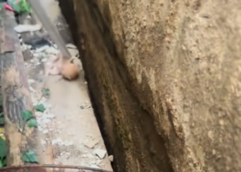 T2112035 rescued adopted it raised it to adulthood.#rescue #rescue