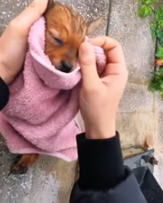 T0112024 Rescue baby dog #rescuedog #rescueanimals #dog…_part2