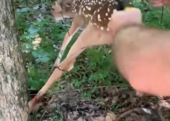 T2112036 took in trapped fawn helped it find its mother.