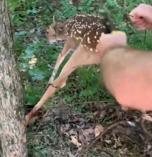 T2112036 took in trapped fawn helped it find its mother.