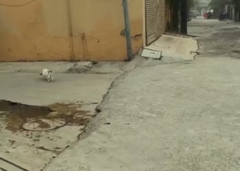 T2112038 mother cat needed help fate brought her to right person