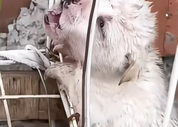 T2112007 Rescue puppy #animalsoftiktok #rescueanimals #rescue #fyp #animal