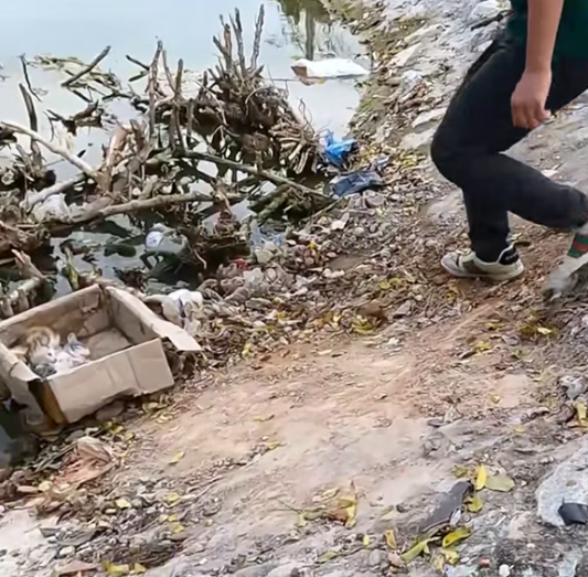 T2112008 Rescued kittens abandoned on riverbank #animalsoftiktok #rescue