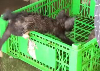 T2112009 Rescuing back cat abandoned at market #rescue #animalsoftiktok