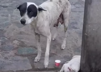 T2112010 toyching story when mother dog begs passerby to save her baby