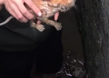 T2112011 Rescur kitten fell into ditch #rescue #animals #animalsoftik