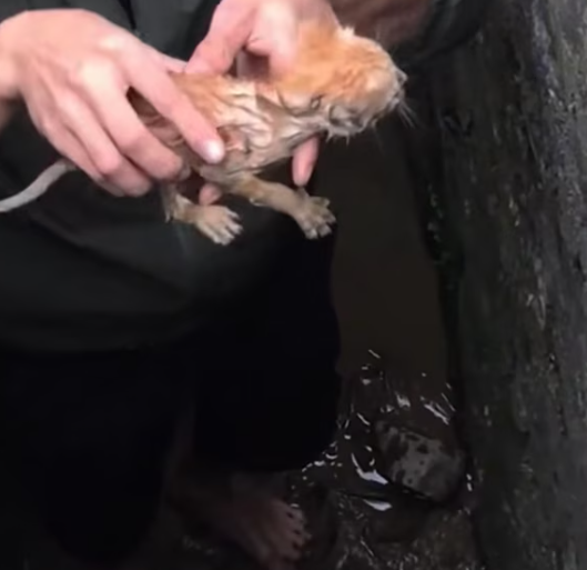 T2112011 Rescur kitten fell into ditch #rescue #animals #animalsoftik