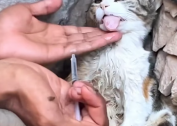 T2112012 Rescue mother cat on road #animalsoftiktok #rescueanimals