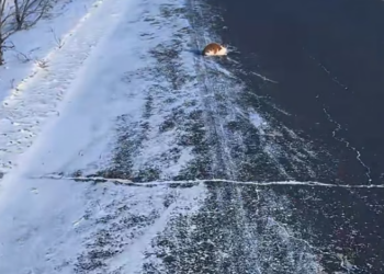 T2112013 found an injured stray cat by roadside. It was so pitiful