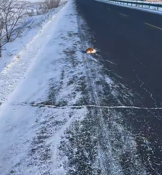 T2112013 found an injured stray cat by roadside. It was so pitiful