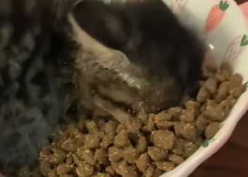 T2112014 found an abandoned kitten in derelict factory building