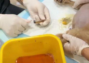 T2112015 moment he looked at me,I knew had to save him!#rescue #animals