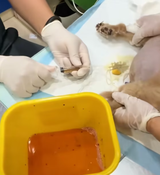 T2112015 moment he looked at me,I knew had to save him!#rescue #animals