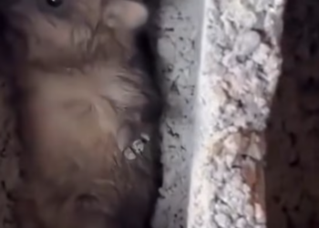 T2112016 found little animal alone in wild then #rescue #animals #fyp