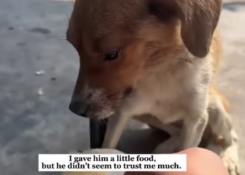 T2112017 being kicked out on street to happy home!#rescue #animals #fyp…