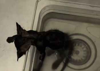 T2112018 On rainy day, spotted little cat hiding under tricycle