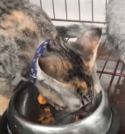 T0112023 Rescue kitten #rescue #rescueanimals part2