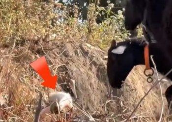 T2112019 little fox lost her mother.I decided to adopt her!#rescue #animals