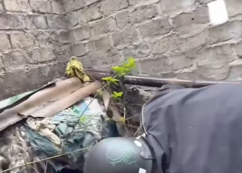 T2412001 #animal #help #save #love #animallove #foryou #fyp #pet #kitty