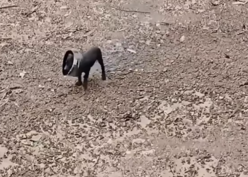 T2412002 #animal #help #save #love #animallove #dog #pet #foryou #fyp #puppy