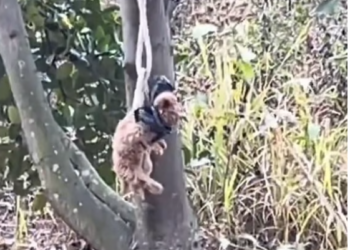 T2412003 Poor puppy was bundel in tree no one help him he is waiting to …