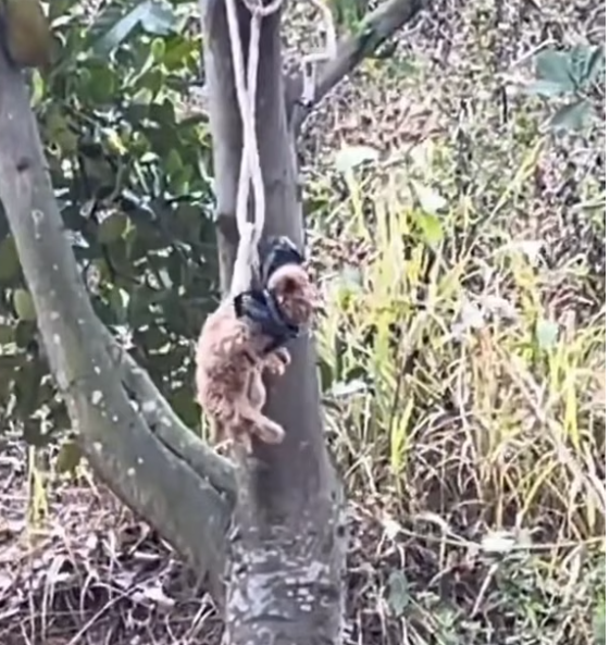 T2412003 Poor puppy was bundel in tree no one help him he is waiting to …