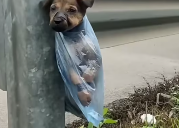 T2412004 Poor baby puppy was abandoned in highway #animal #help #save #love