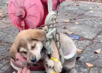 T2412005 If you see dog will you save it #animal #help #save #love #fyp