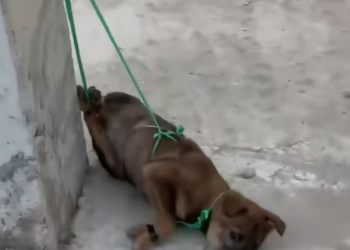 T2412006 man recuse dog was tied up in pillar #animal #help #save