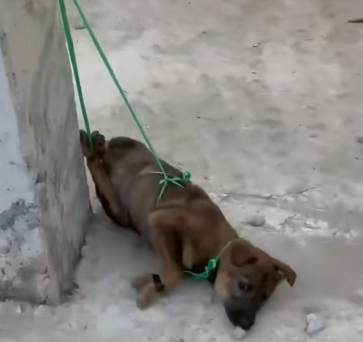 T2412006 man recuse dog was tied up in pillar #animal #help #save