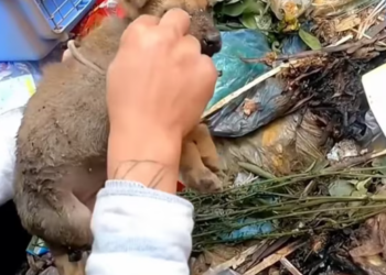 T2412007 Recuse poor puppy #animal #help #save #love #foryou #pet #cool #fyp