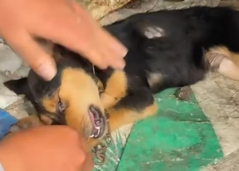 T2412009 Emergency situation,recuse puppy has fallen into coma #animal