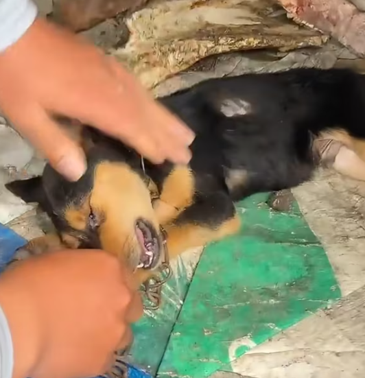 T2412009 Emergency situation,recuse puppy has fallen into coma #animal