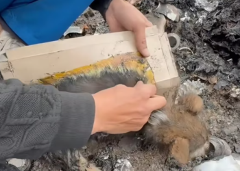 T2412010 #animal #help #save #love #foryou #pet #cool #fyp #animallove