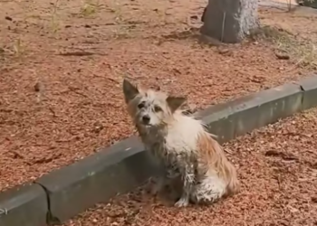 T2412011 Rescue an injured dog take her home to adopt her #rescue