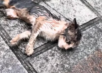 T2412012 Rescue injured kitten on roadside bring changes