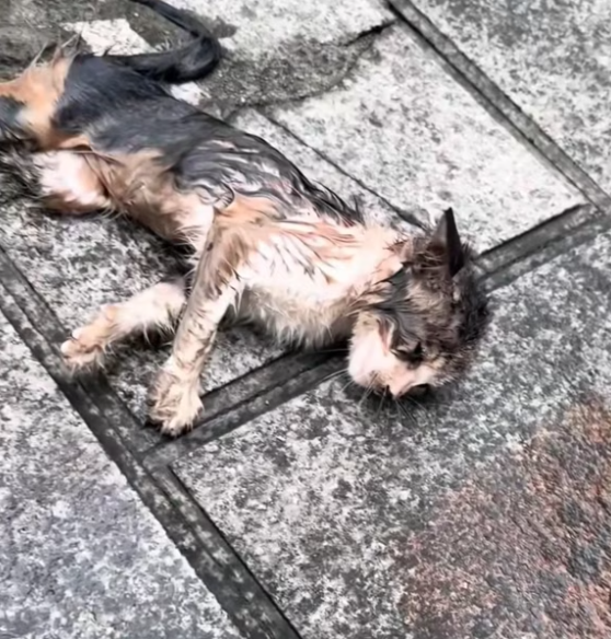 T2412012 Rescue injured kitten on roadside bring changes