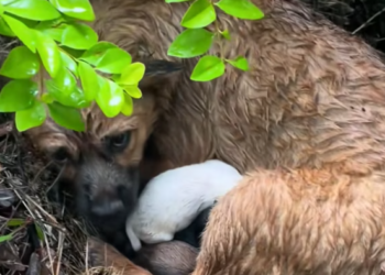 T2412013 stray dog mother gave birth to child in rain