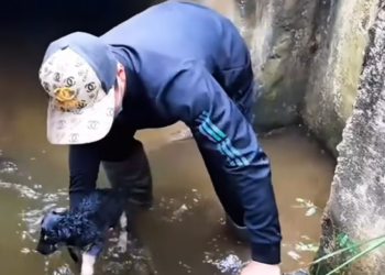 T2412015 Poor puppy was trapped in sewer man saw it recuse #animal